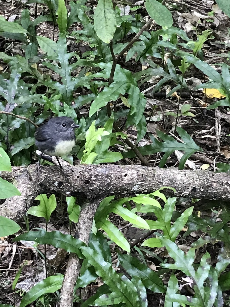 South Island Robin - ML124522591