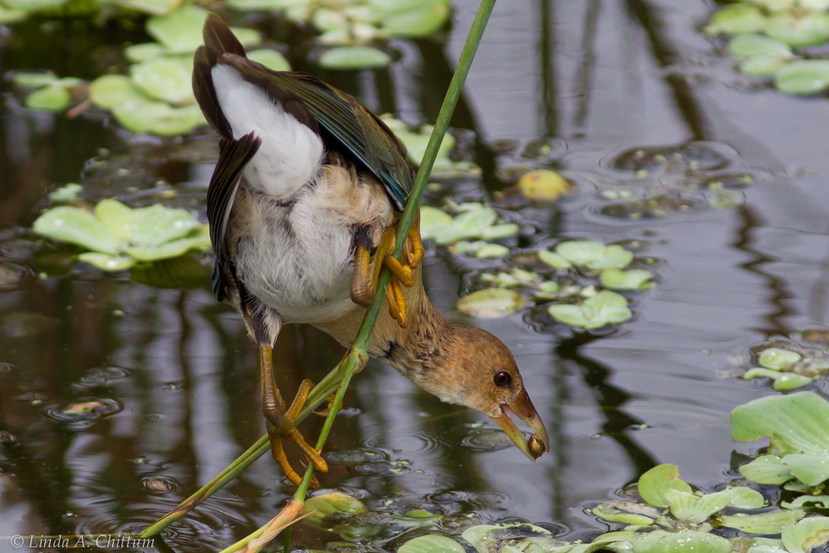 Purple Gallinule - Linda Chittum