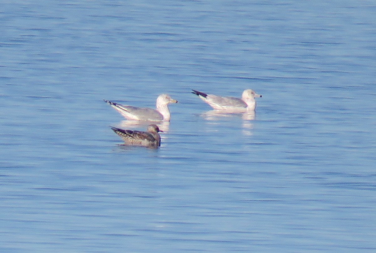 Short-billed Gull - David Dowell