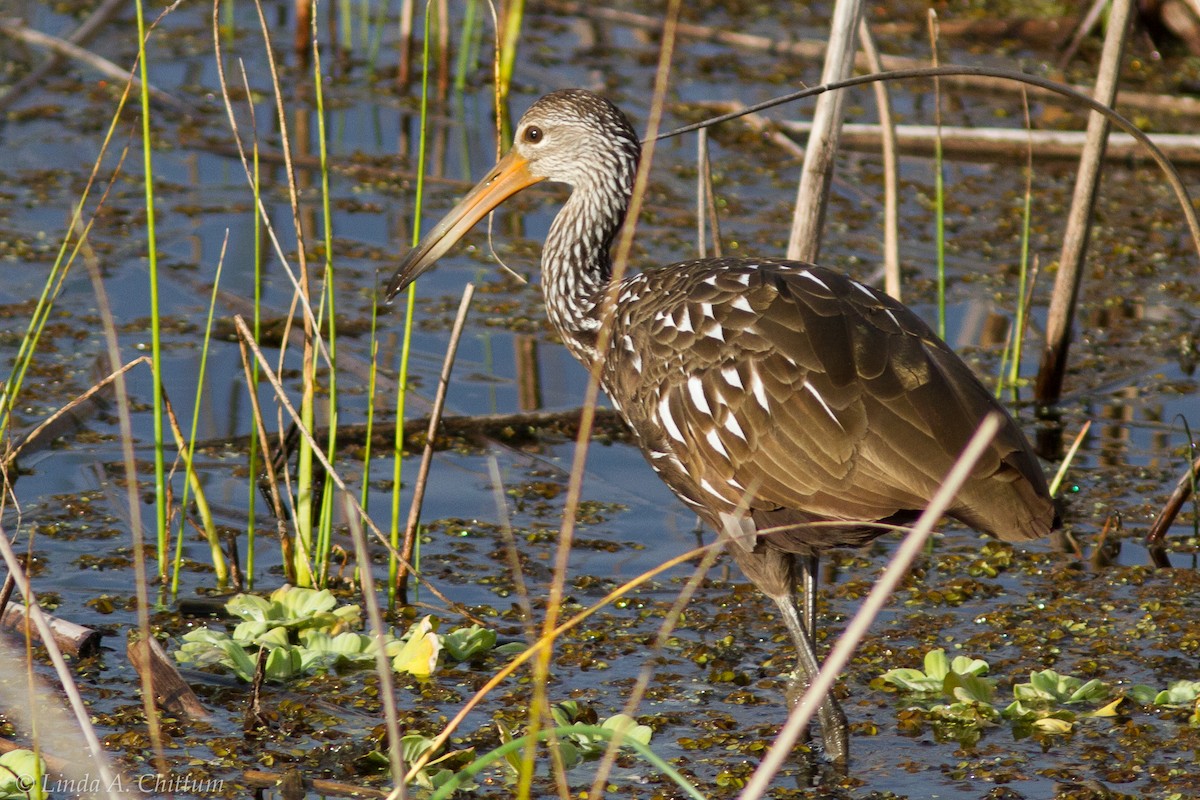 Limpkin - Linda Chittum