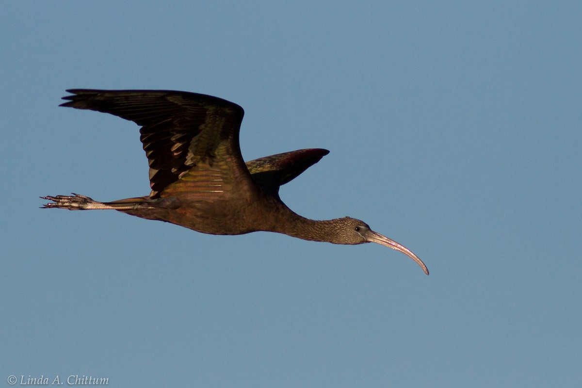 Glossy Ibis - Linda Chittum