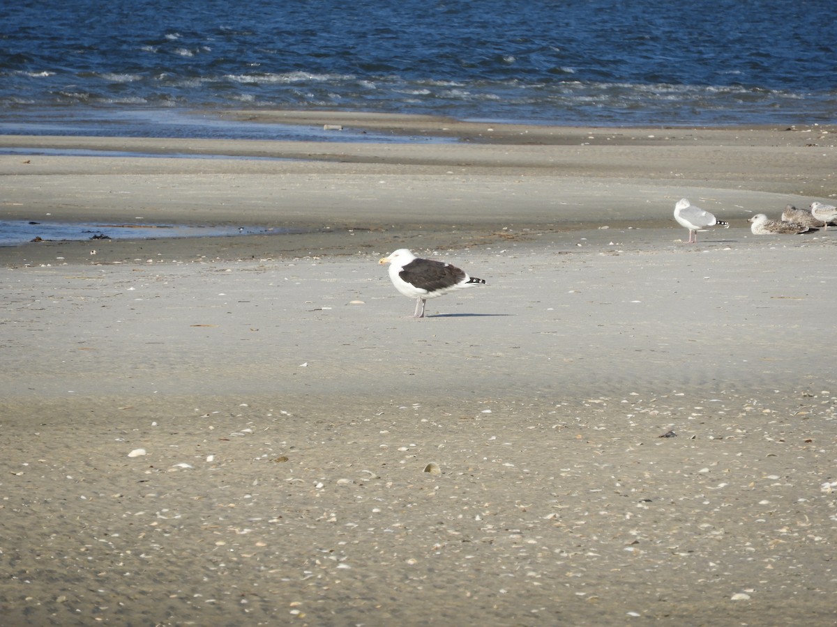 Great Black-backed Gull - Bobbie Elbert