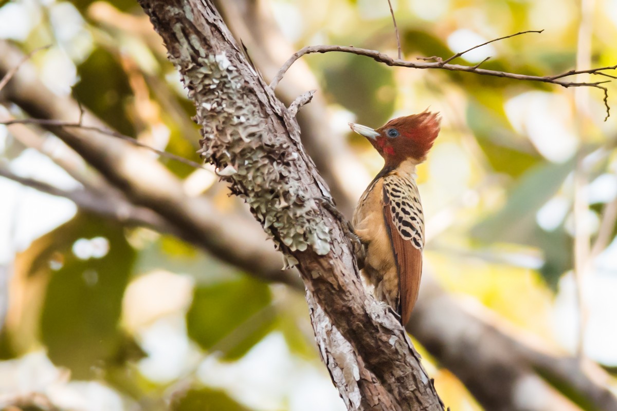 Kaempfer's Woodpecker - Claudia Brasileiro