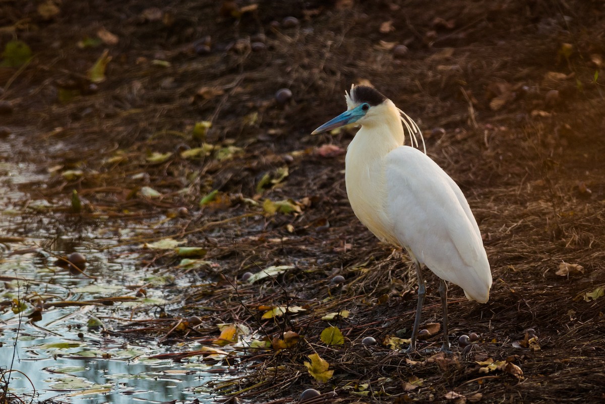 Garza Capirotada - ML124526581