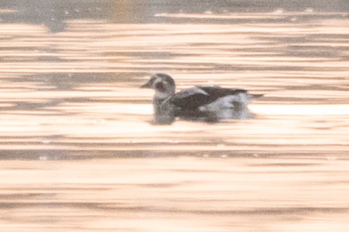 Long-tailed Duck - ML124527961