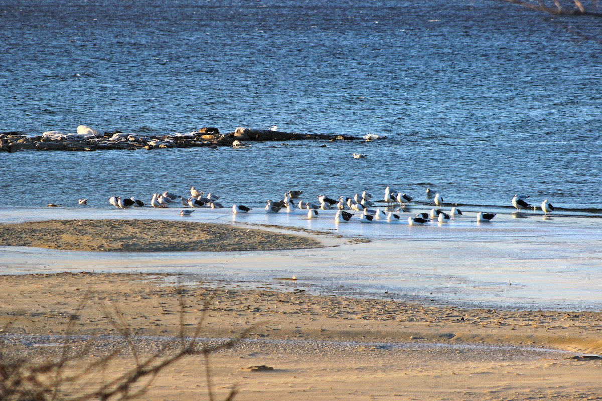 Great Black-backed Gull - ML124528971
