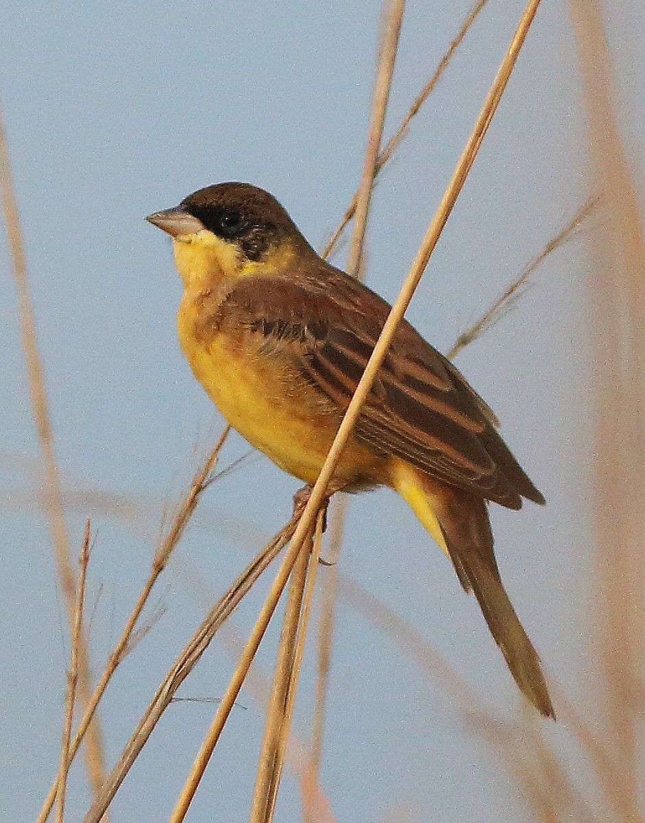 Black-headed Bunting - ML124529461