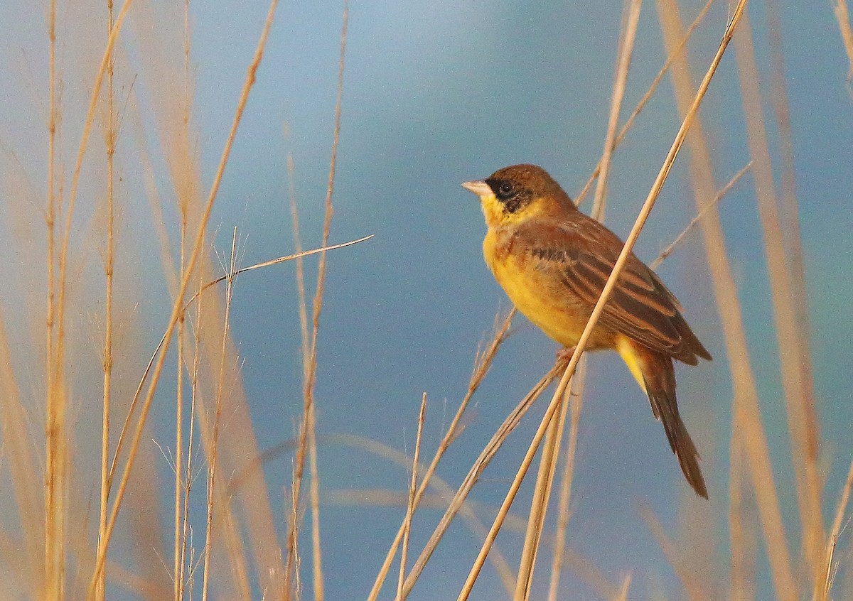 Black-headed Bunting - ML124529471