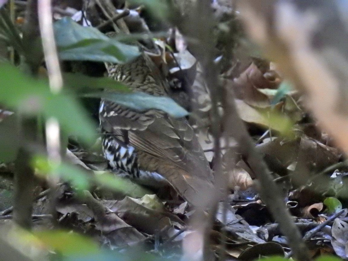 Russet-tailed Thrush - ML124533901