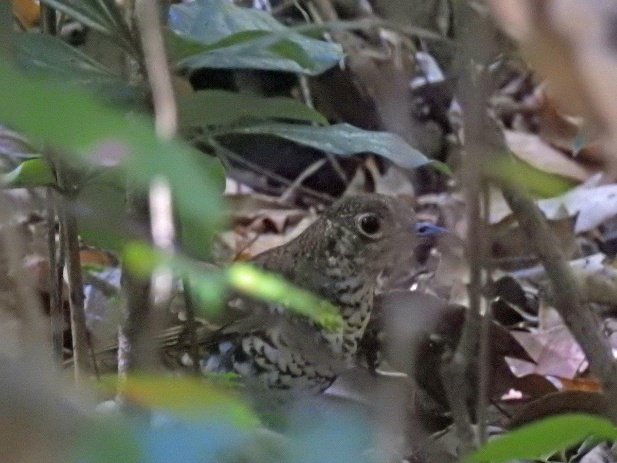 Russet-tailed Thrush - ML124533941