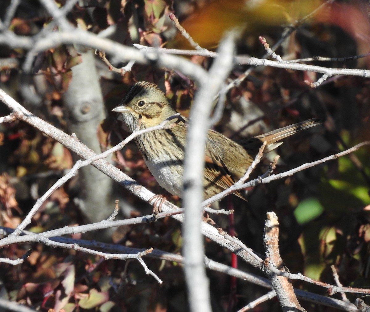 Lincoln's Sparrow - Shane Sater