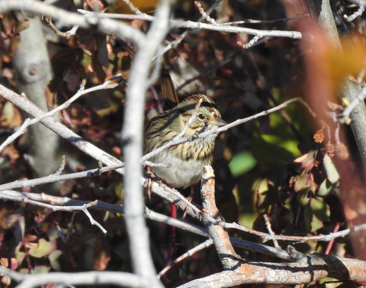 Lincoln's Sparrow - Shane Sater