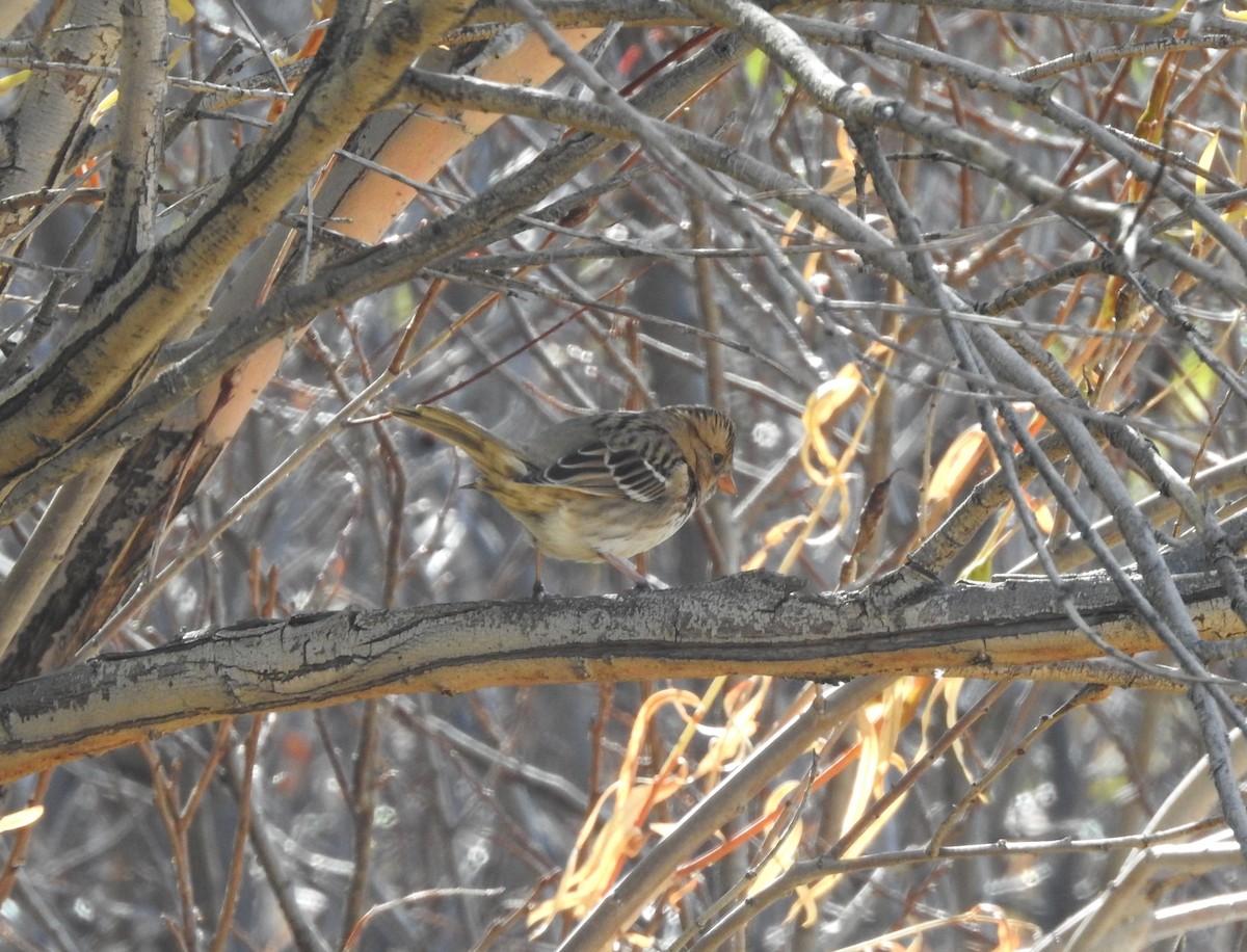 Harris's Sparrow - ML124535681