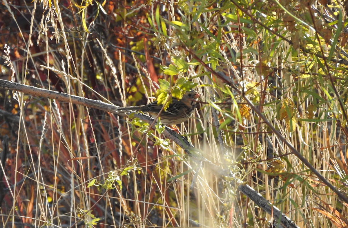 Harris's Sparrow - ML124535701