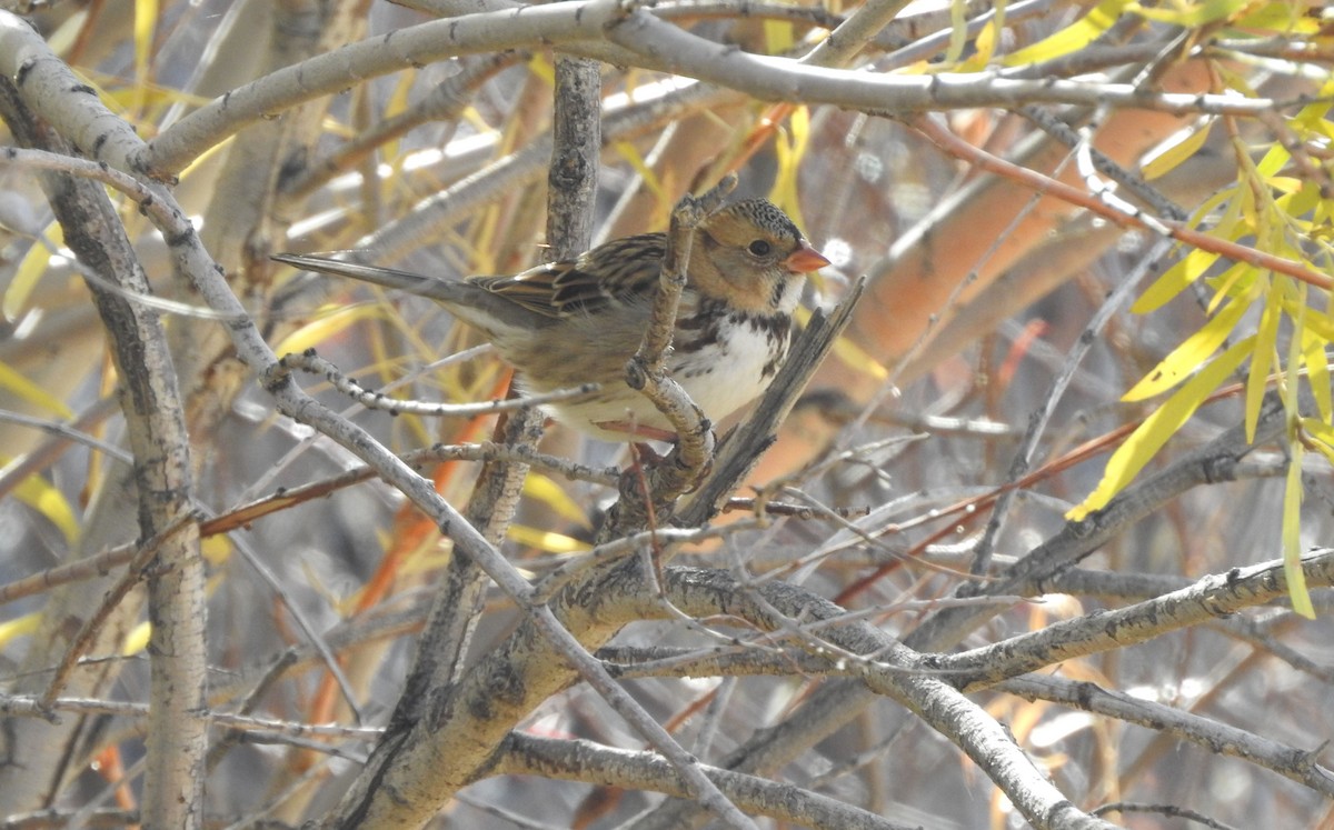 Harris's Sparrow - ML124535791