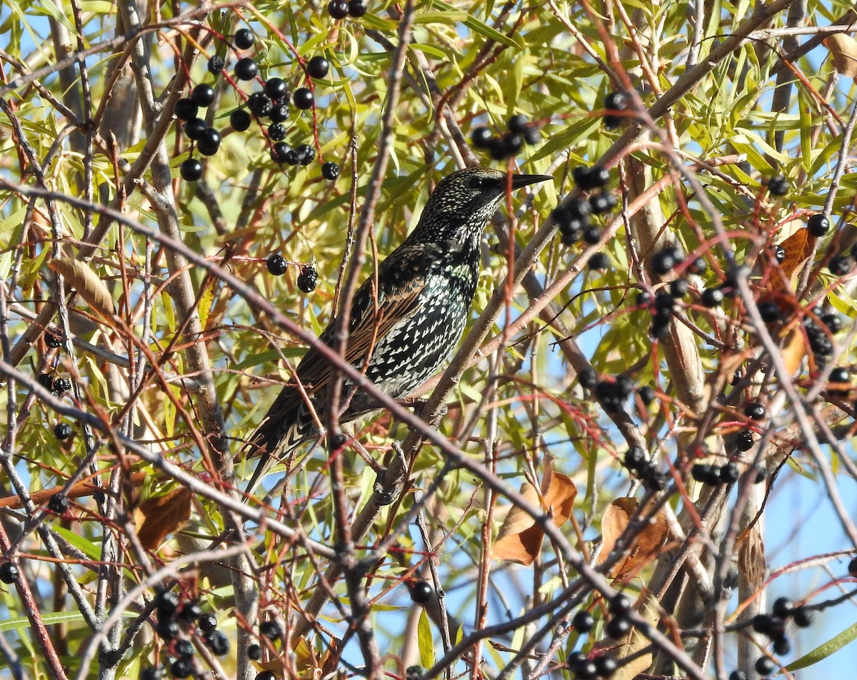 European Starling - Shane Sater