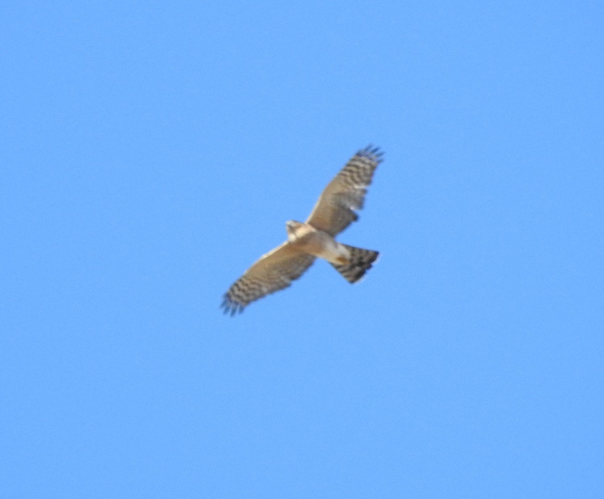 Cooper's Hawk - Shane Sater