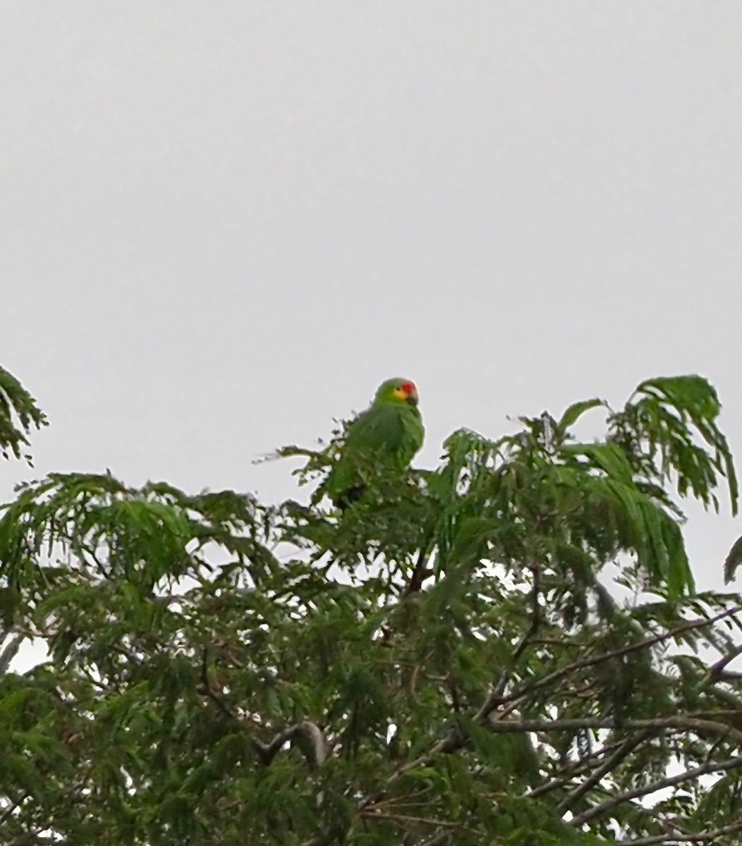 Red-lored Parrot - ML124537261