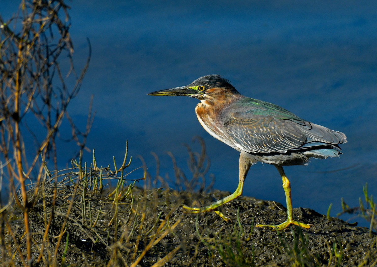 Green Heron - Alison Davies