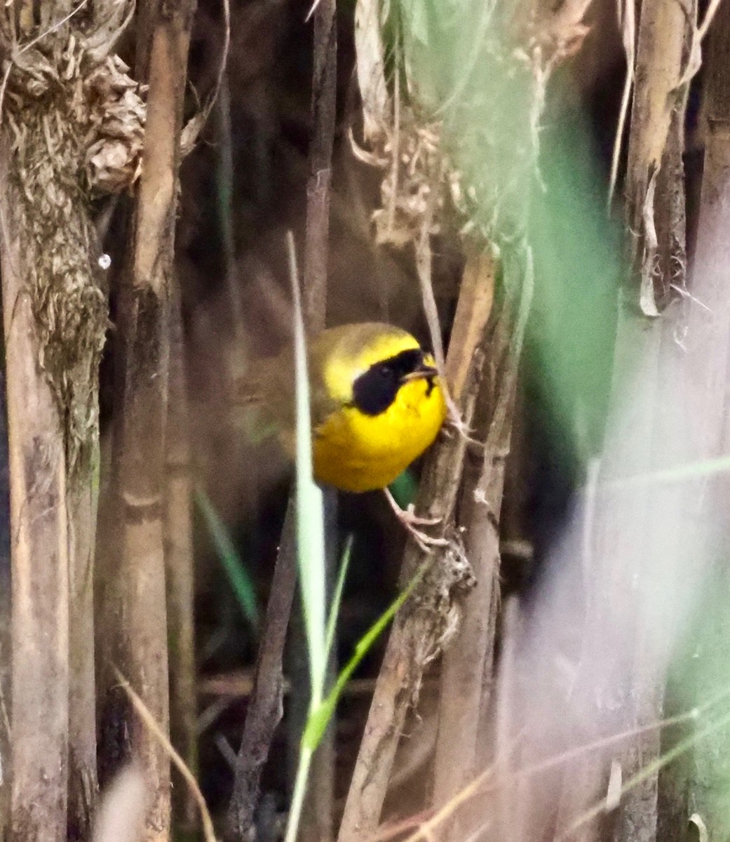 Paruline à couronne jaune - ML124538951