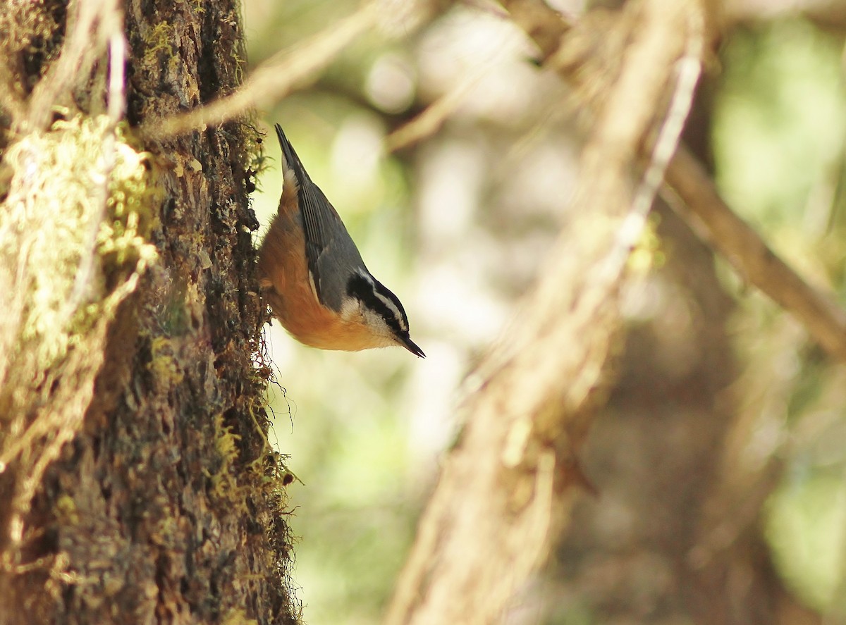 Red-breasted Nuthatch - Jared Peck