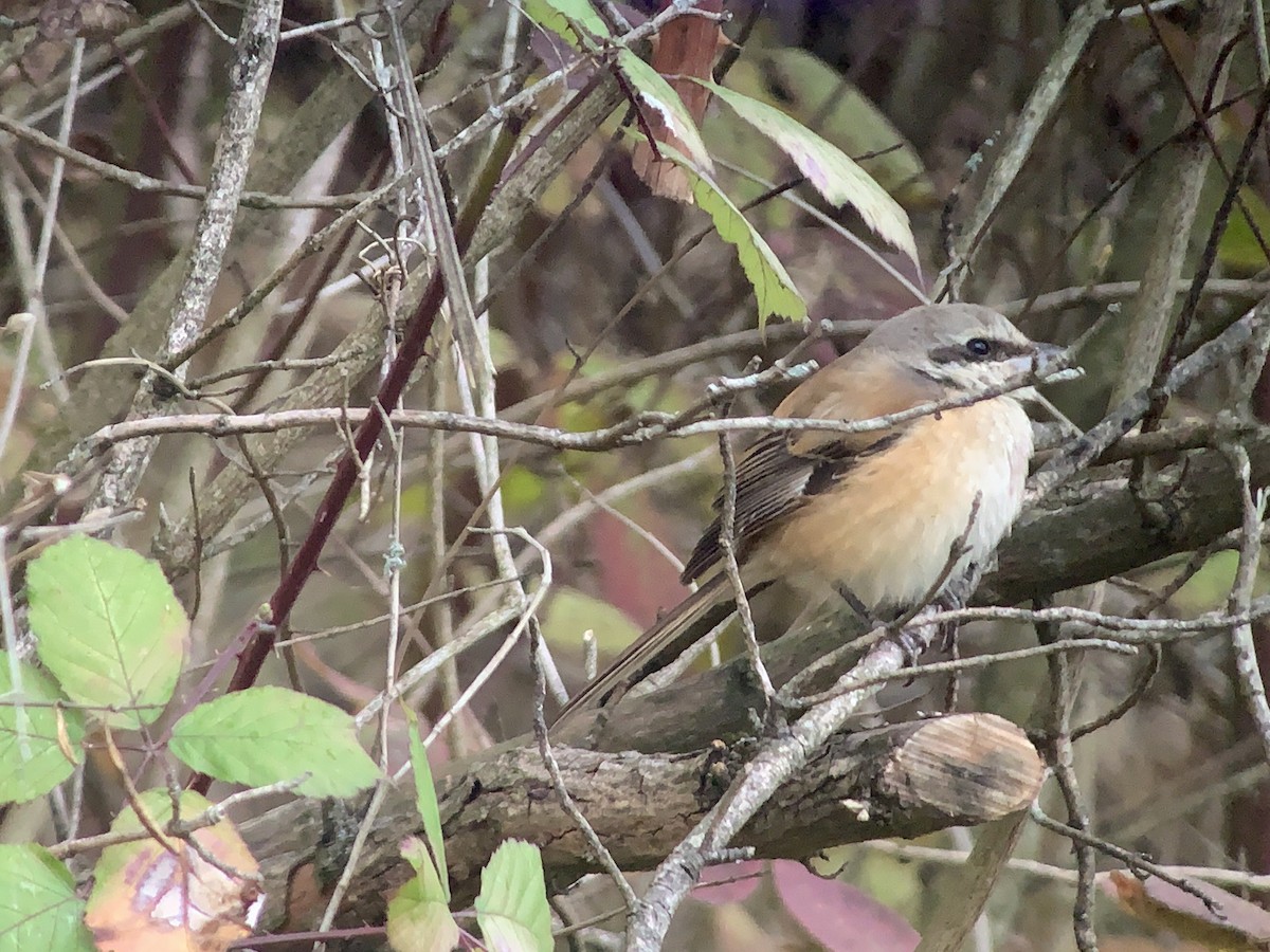 Long-tailed Shrike - ML124543141