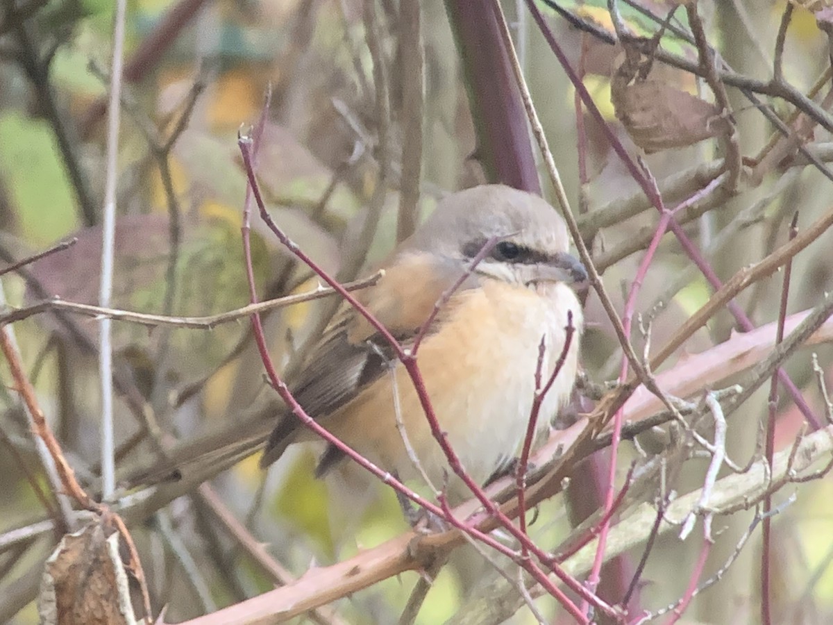 Long-tailed Shrike - ML124543151