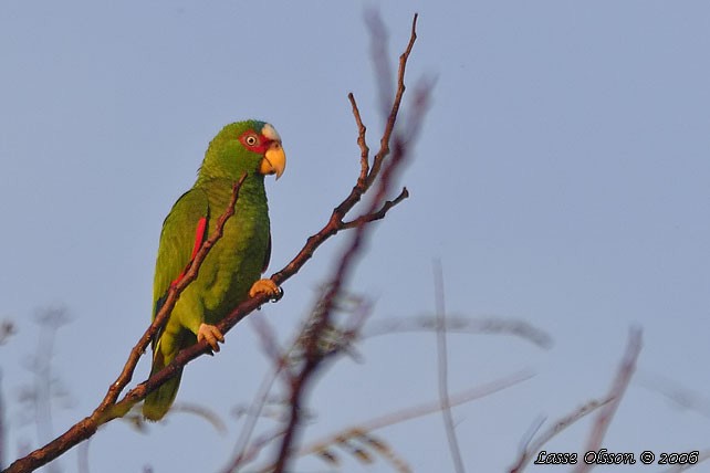 White-fronted Parrot - ML124543281