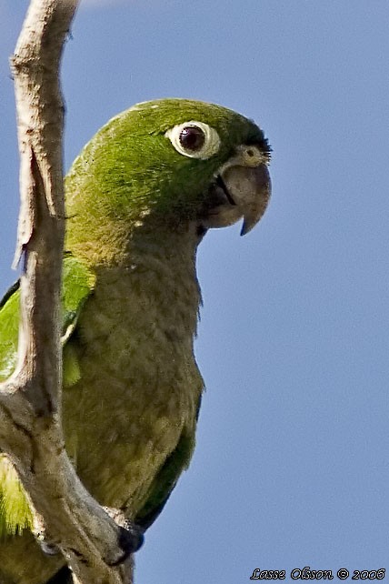 Conure naine - ML124543291