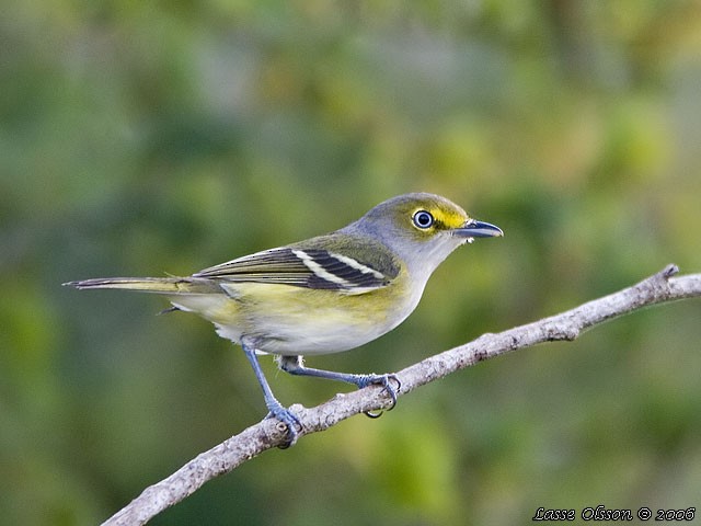 Ak Gözlü Vireo - ML124543331