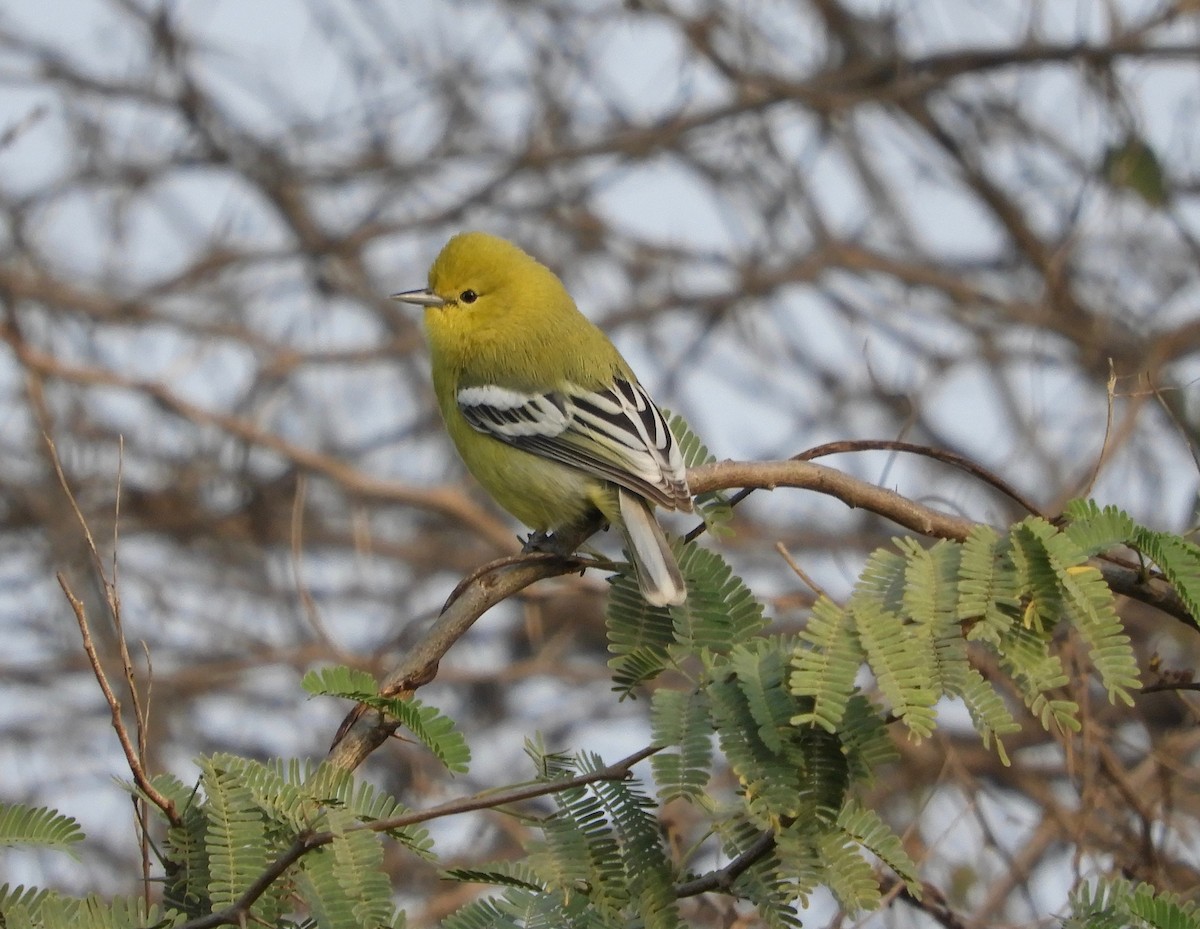 White-tailed Iora - Frank Antram