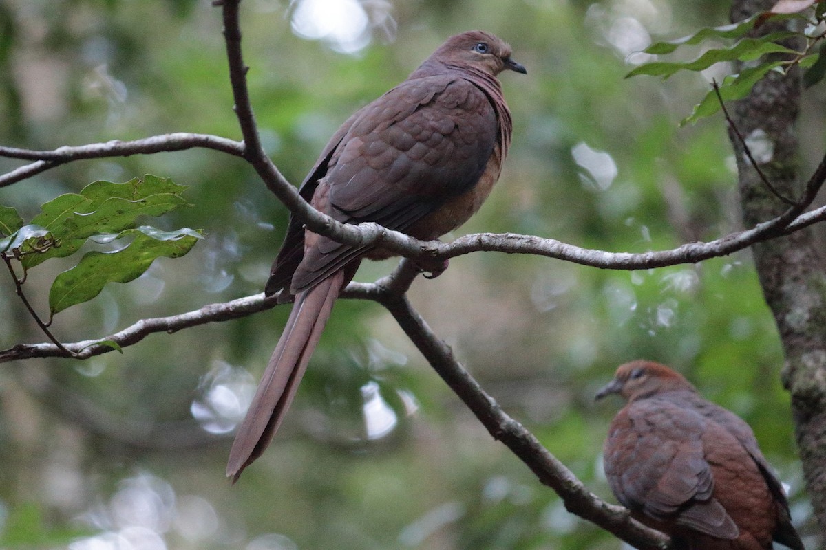 Brown Cuckoo-Dove - ML124544101