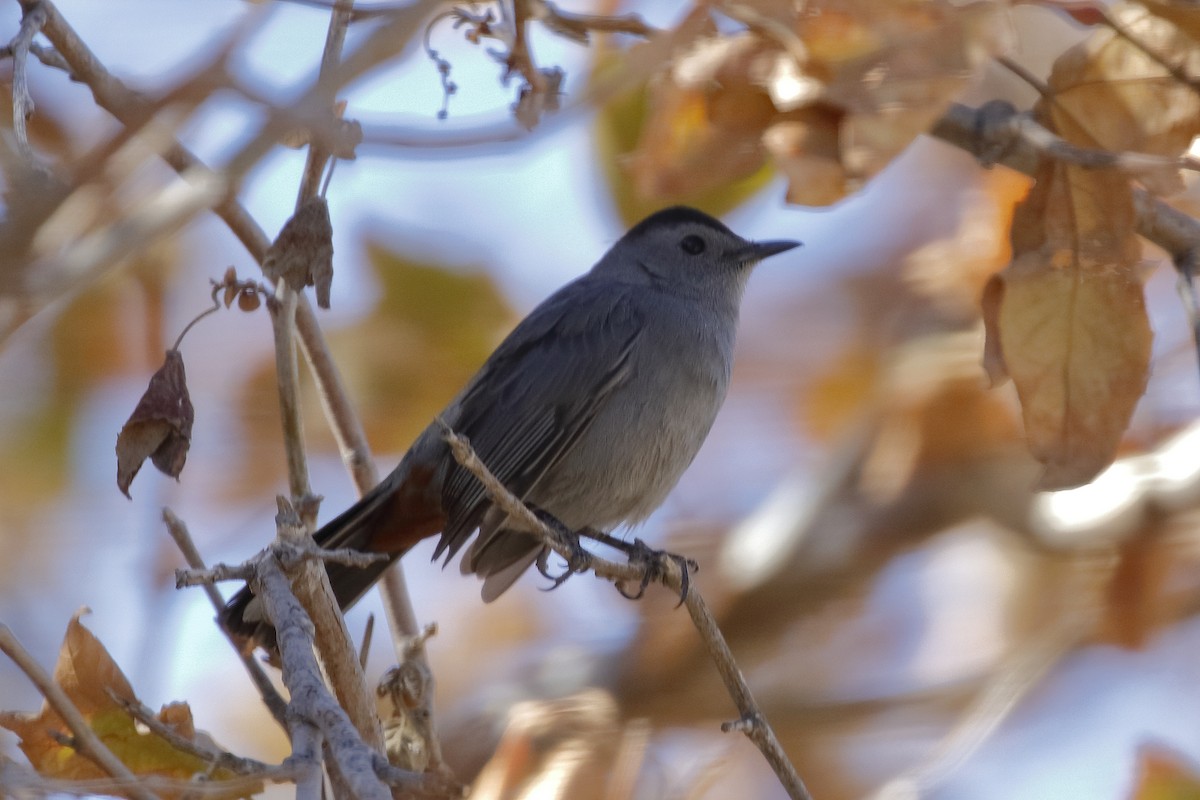 Gray Catbird - ML124545461