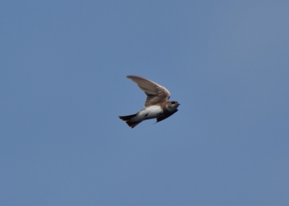 Bank Swallow - Michiel Oversteegen