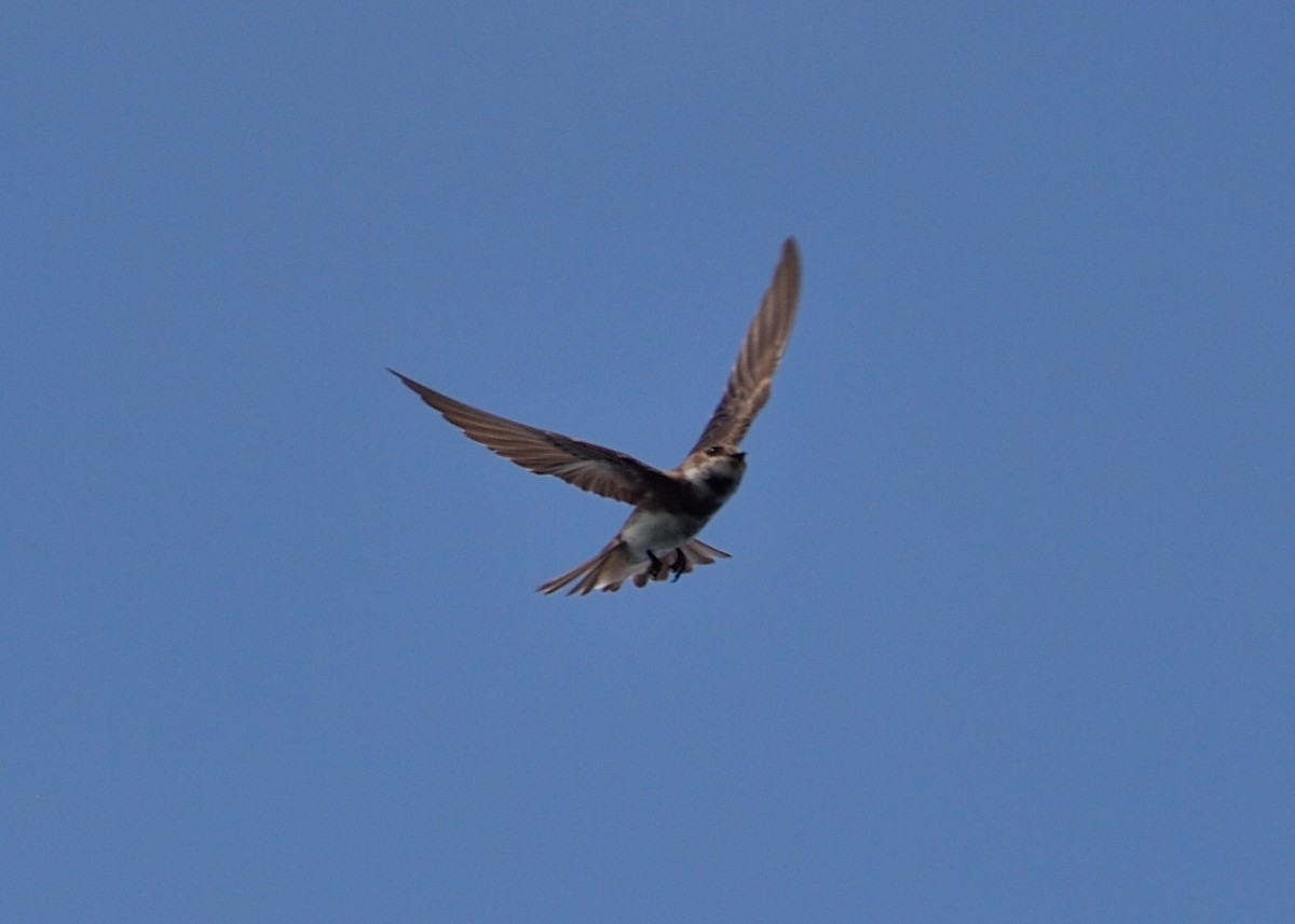 Bank Swallow - Michiel Oversteegen