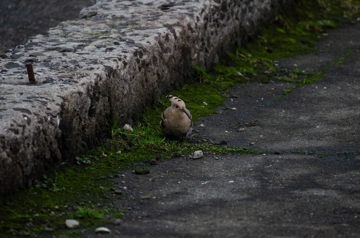 Eurasian Hoopoe - ML124546891