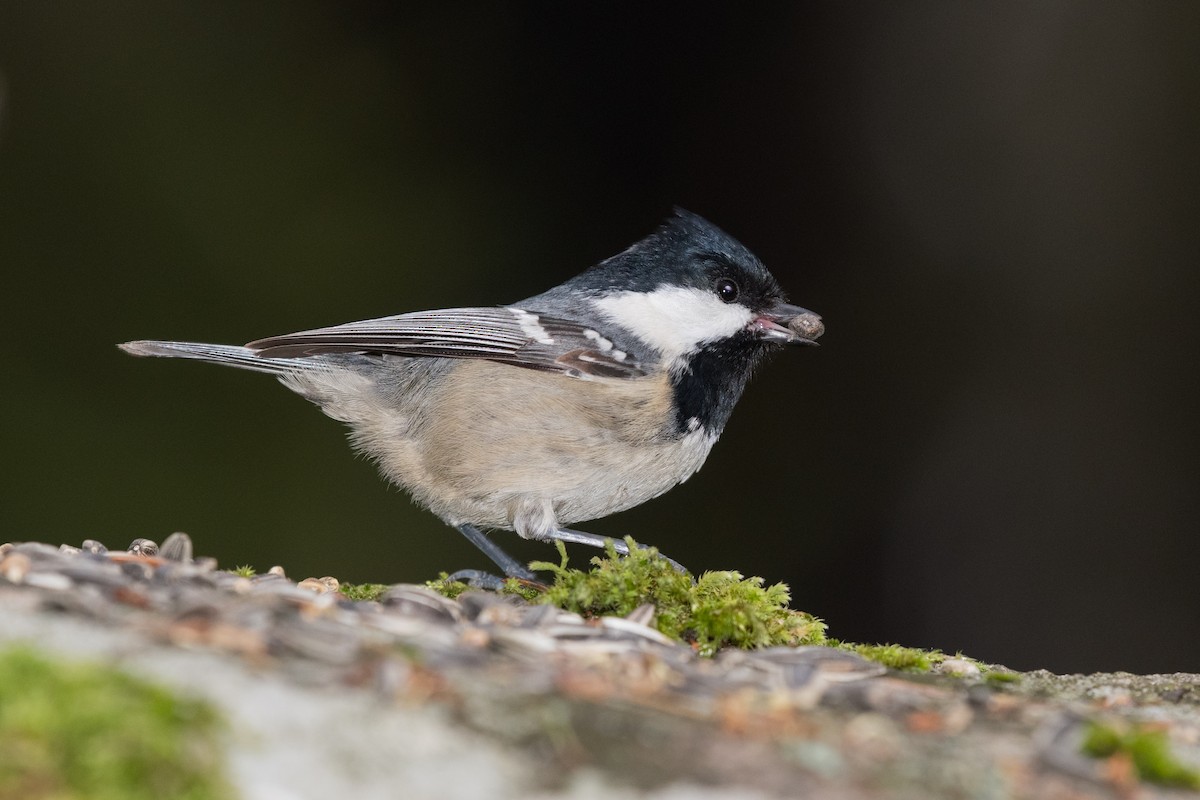 Coal Tit - ML124551811