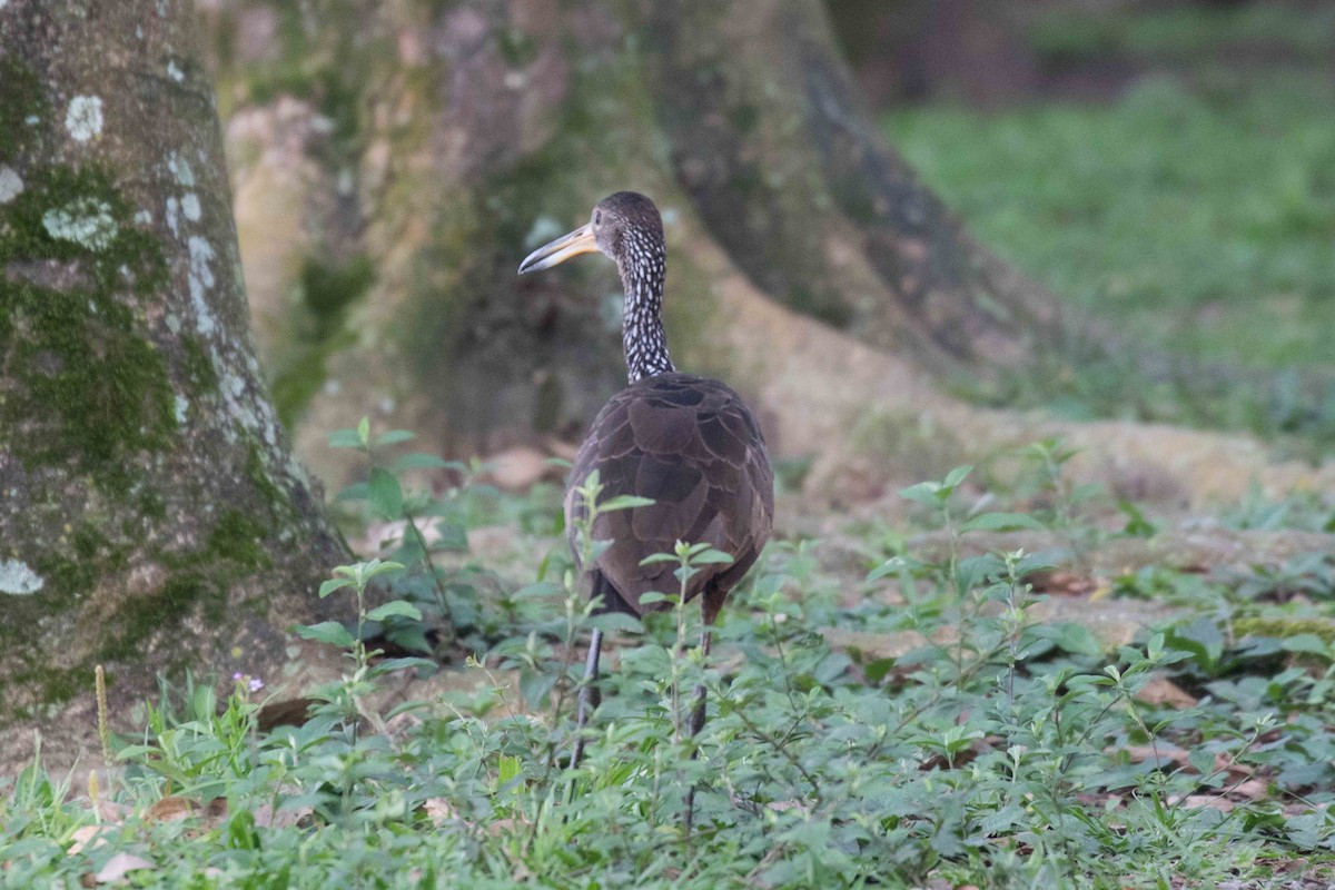 Limpkin - Linda Rudolph