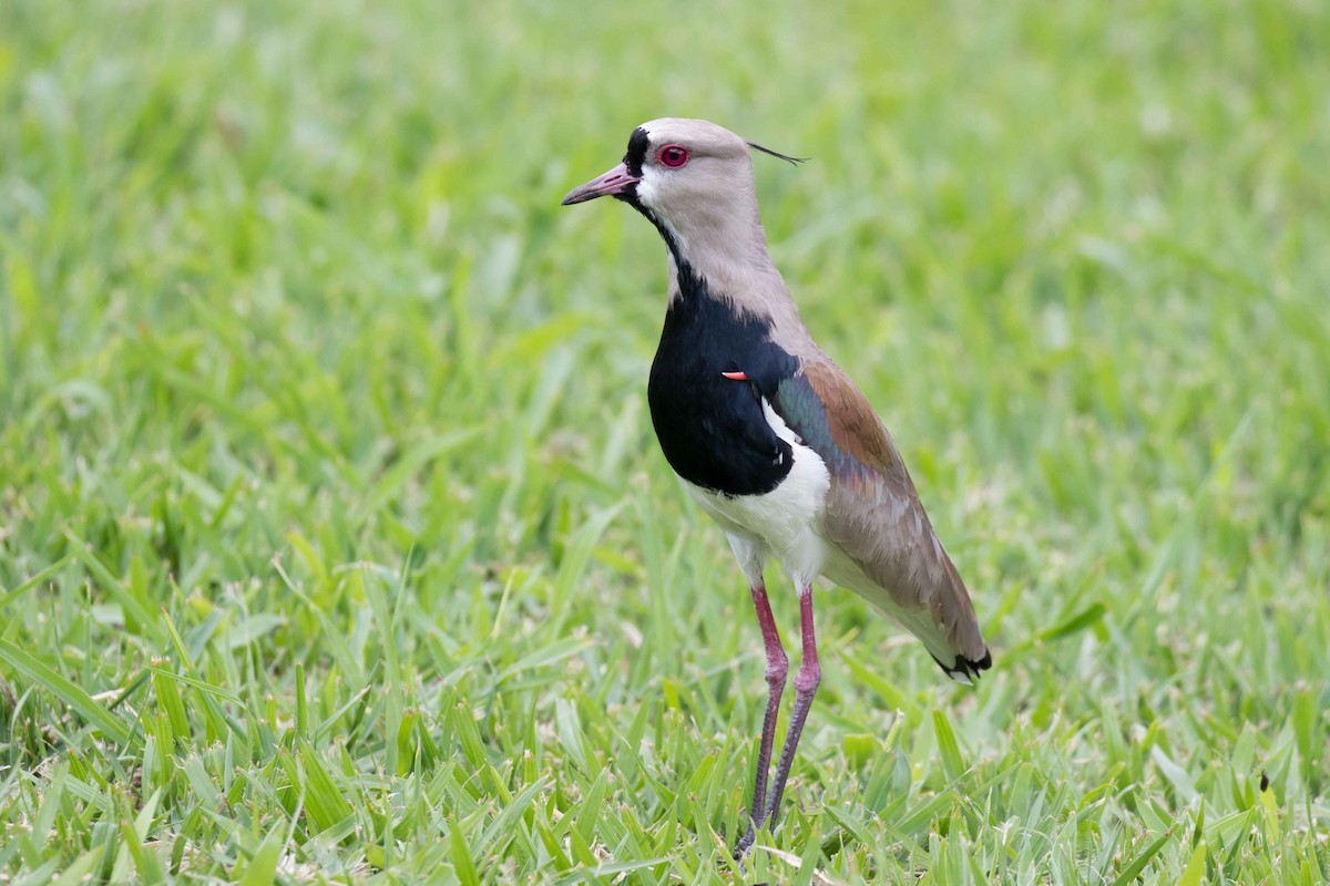 Southern Lapwing - ML124552021