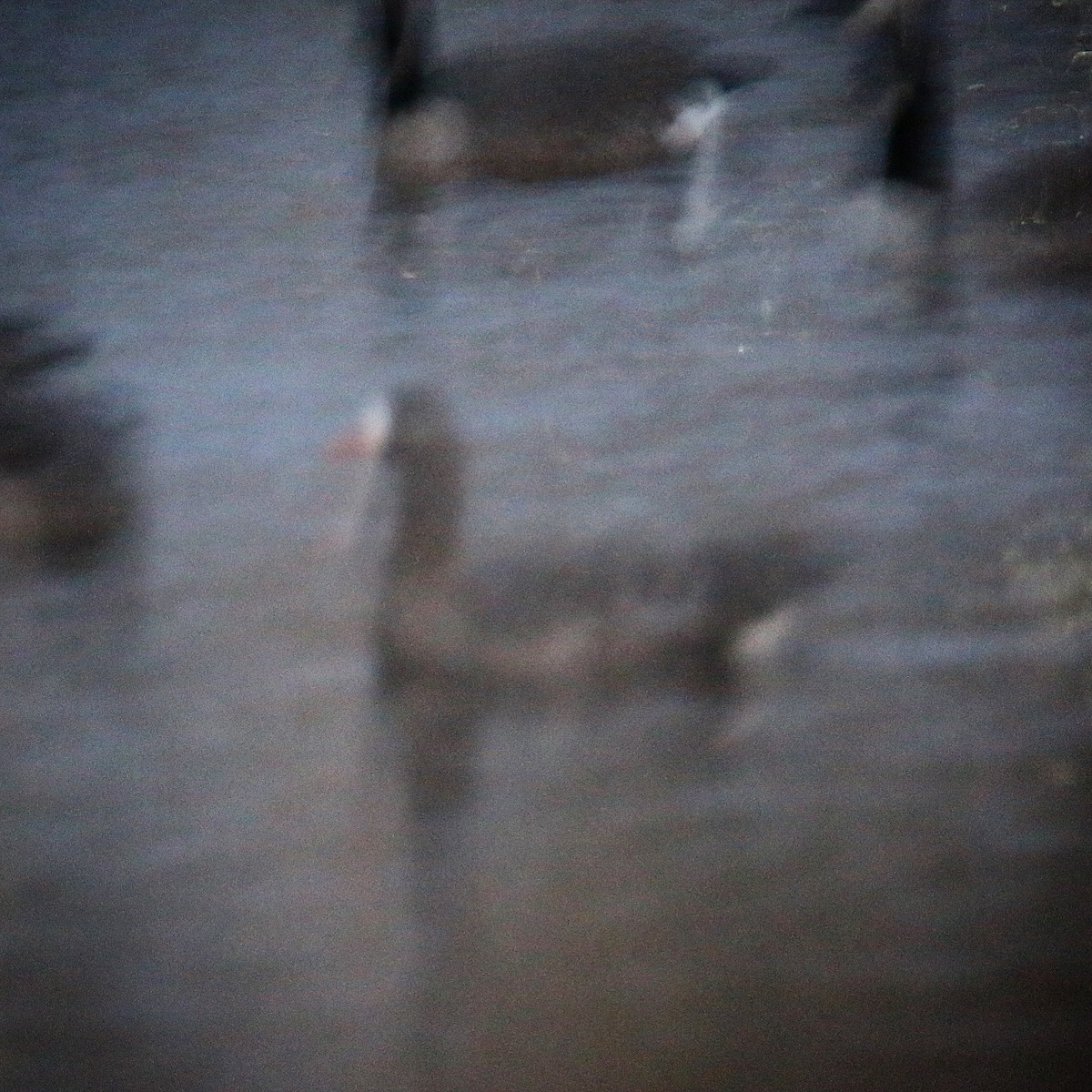 Greater White-fronted Goose - ML124552051