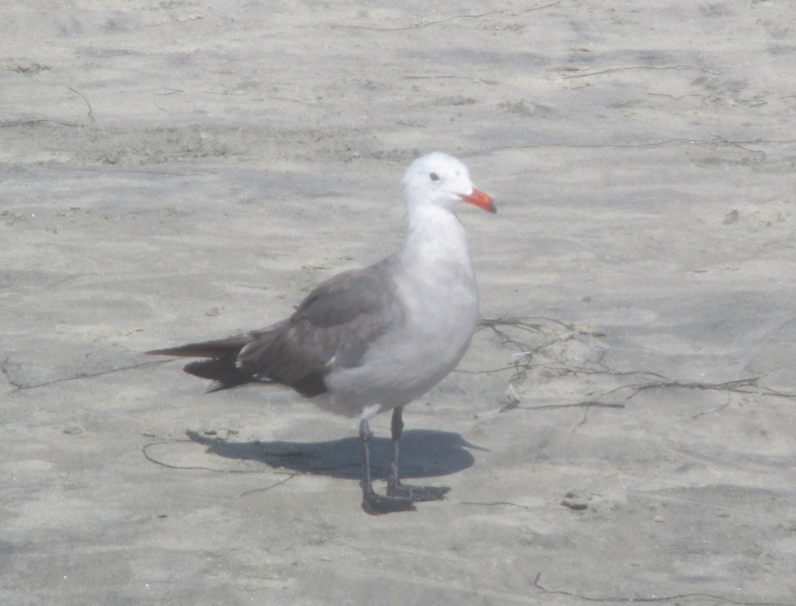 Heermann's Gull - Matthew Thompson