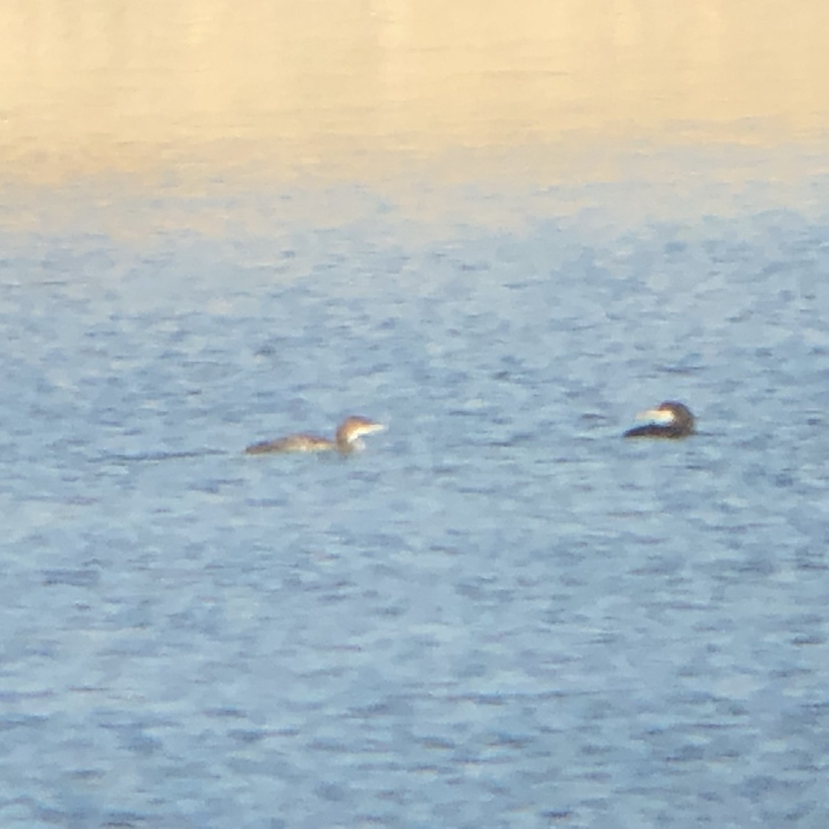 Common Loon - ML124553291
