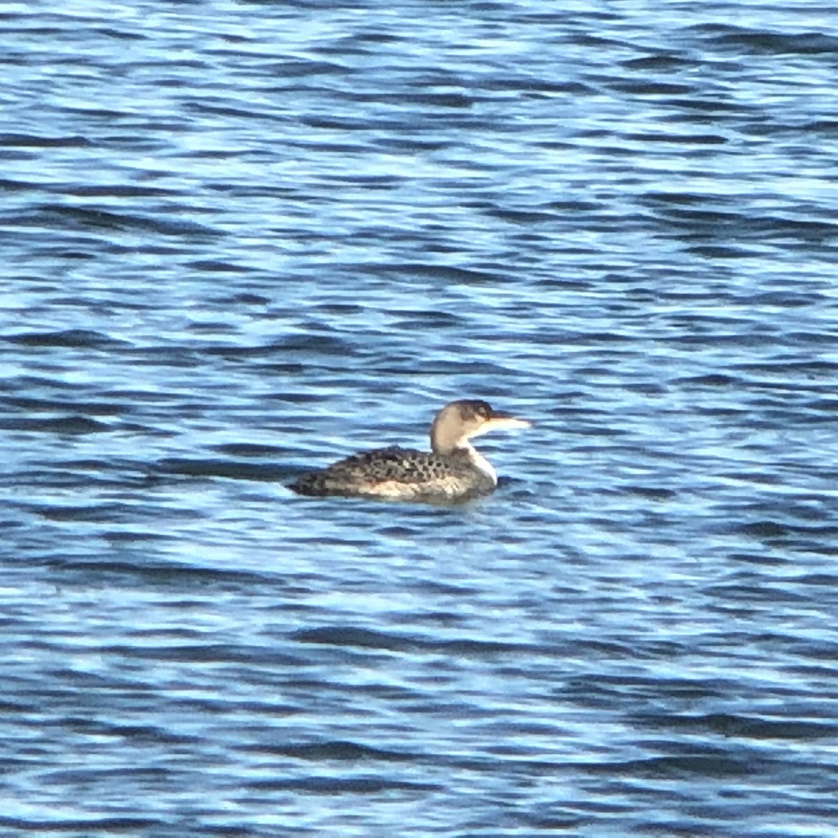 Common Loon - ML124553311