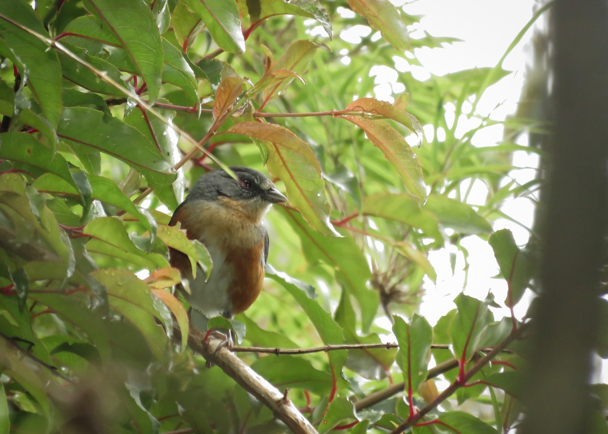 Buff-throated Warbling Finch - Arthur Gomes