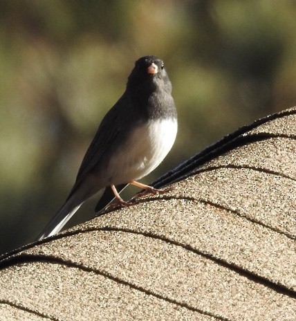 Dark-eyed Junco - ML124554241