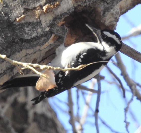 Hairy Woodpecker (Rocky Mts.) - Diane Roberts