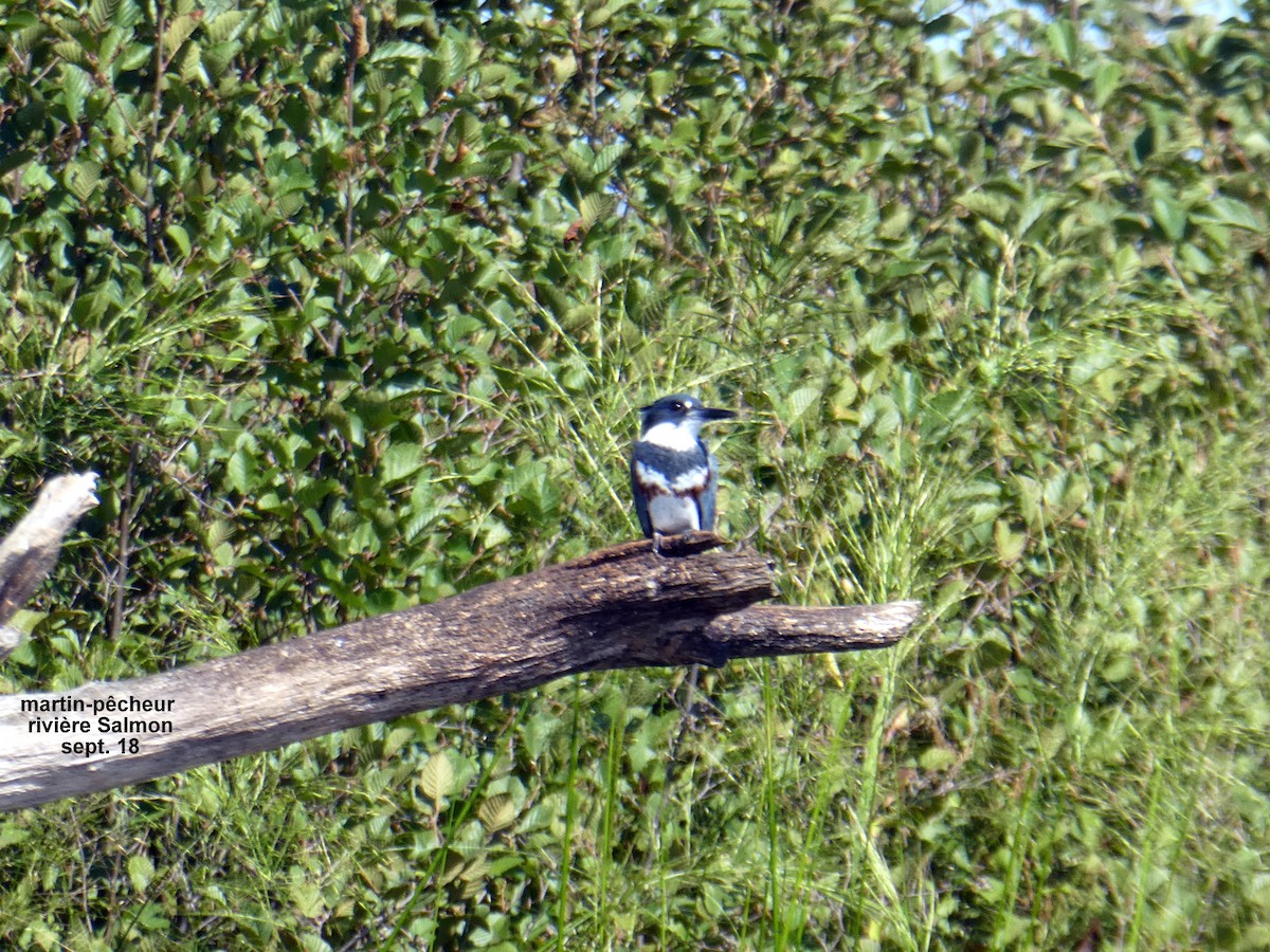 Belted Kingfisher - ML124555261