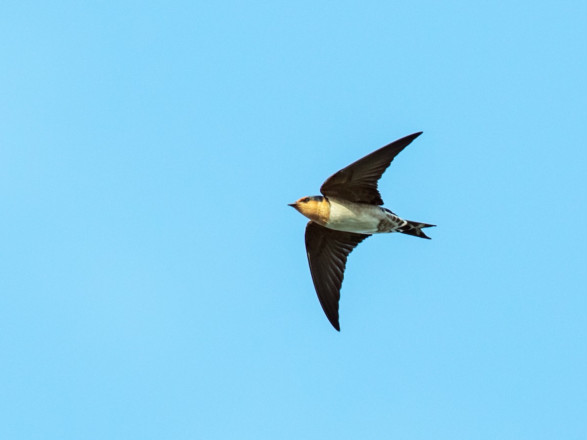 Pacific Swallow - Nick Athanas