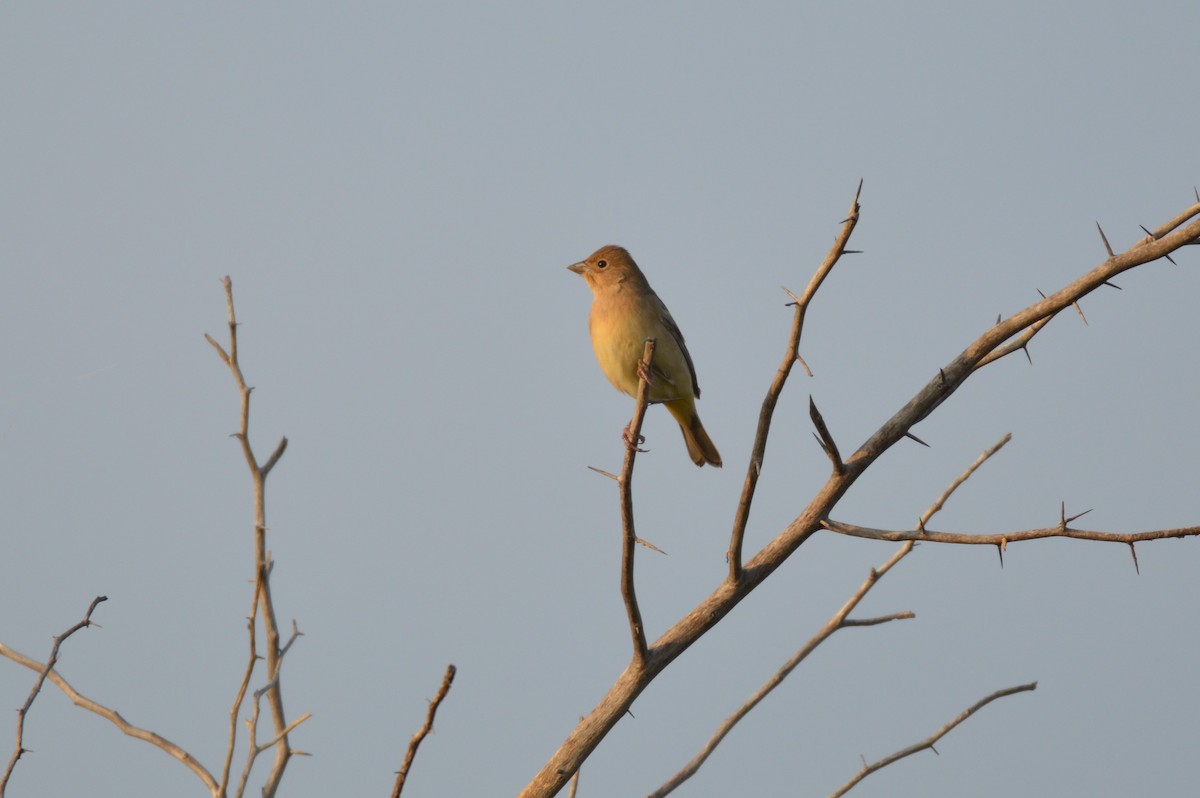 Red-headed Bunting - ML124556281