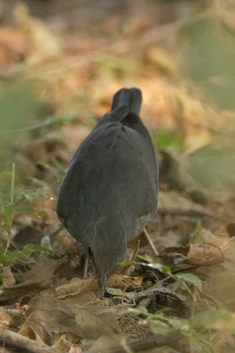 Tickell's Thrush - ML124557481